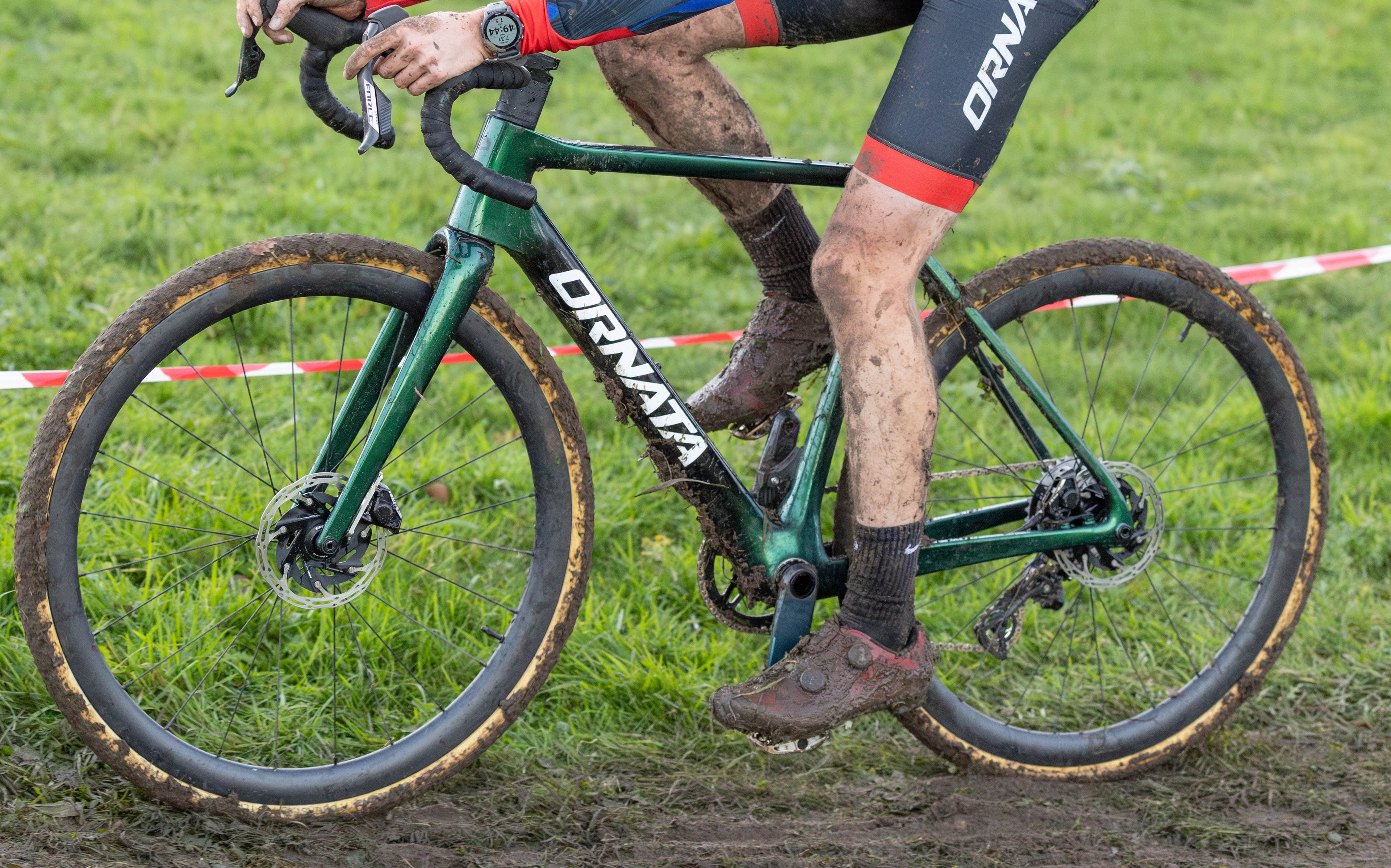 muddy ornata in action